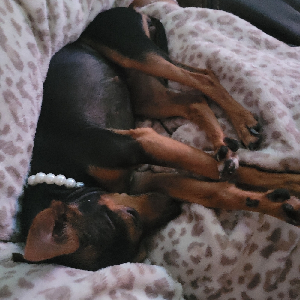 Meet your Posher, Yesenia